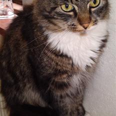 Blanding af racer Mikko