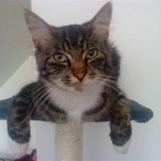 Blanding af racer Mikko