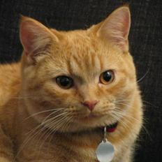 Blanding af racer Oliver