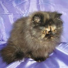 Perser Misty Brown Becky