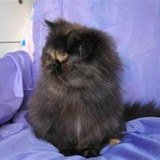 Perser Misty Brown Becky