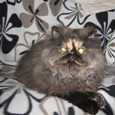 Perser Misty Brown Becky