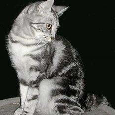 Europé SC DVM Carezzando silver cecilie