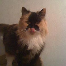 Blanding af racer Akita