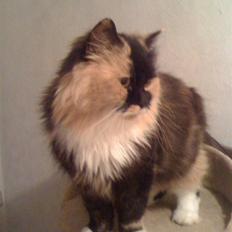 Blanding af racer Akita