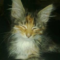 Blanding af racer Malou