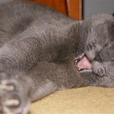 Blanding af racer Figi (Figaro) 