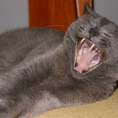 Blanding af racer Figi (Figaro) 