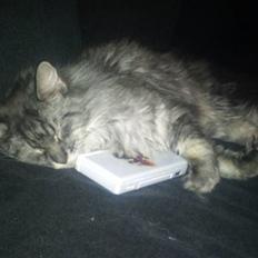 Maine Coon Sleipner/Koda