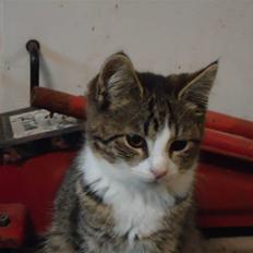 Huskat Vanillia solgt