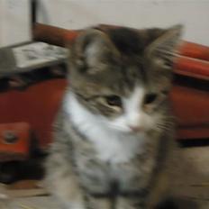 Huskat Vanillia solgt