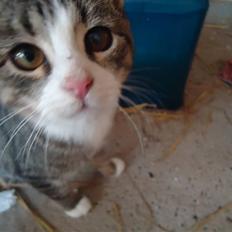 Huskat Vanillia solgt