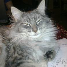 Maine Coon Sleipner/Koda