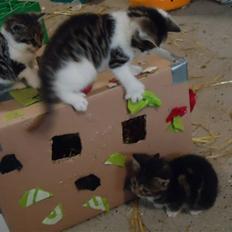 Huskat Emil    solgt