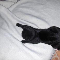 Blanding af racer Manse <3