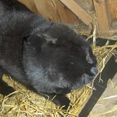 Blanding af racer Manse <3