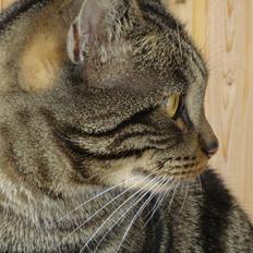 Europé IC. DK*Wehnerts Qaiser