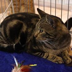 Europé IC. DK*Wehnerts Qaiser