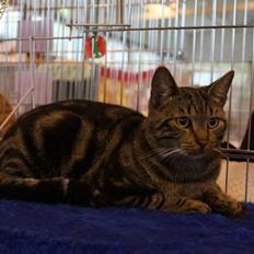 Europé IC. DK*Wehnerts Qaiser