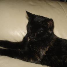 Blanding af racer karla