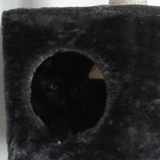 Blanding af racer karla