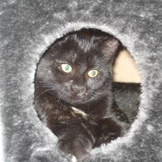 Blanding af racer karla