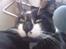 Huskat |Adonis "fat cat"