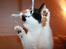Huskat | Mischa