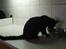 Huskat Kitty/Lille mis <3. - Uhmm det smager :-)