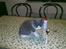 Huskat Mulle
