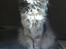 Maine Coon Fie