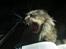 Maine Coon Fie