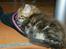 Maine Coon lykkekatte Olivia - hmm måtte lige rykke lidt på hovedet for at få luft hi hi