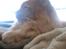 Maine Coon Joe the Bandit (Bandit) - d. 27/11 2010