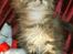 Maine Coon lykkekatte Olivia