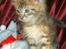 Maine Coon lykkekatte Olivia