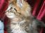 Maine Coon lykkekatte Olivia
