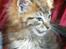 Maine Coon lykkekatte Olivia