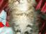 Maine Coon lykkekatte Olivia