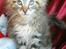 Maine Coon lykkekatte Olivia