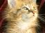 Maine Coon lykkekatte Olivia