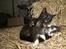 Blanding af racer Vinters Missemor *R.I.P*