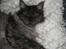 Maine Coon Toulouse - Den smilende kat;o)