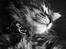 Blanding af racer Chimera - Chimera som bette killing (= 