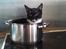 Huskat Cloie