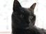 Blanding af racer Figi (Figaro) 