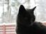Blanding af racer Figi (Figaro) 