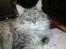 Maine Coon Sleipner/Koda - Er jeg ikke fin???