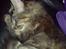 Maine Coon Sleipner/Koda - Lige et billede af Signe, som vi måtte aflive i maj, da hun havde nyreproblemer...Hun blev 8. mdr.