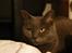 Blanding af racer Figi (Figaro) 